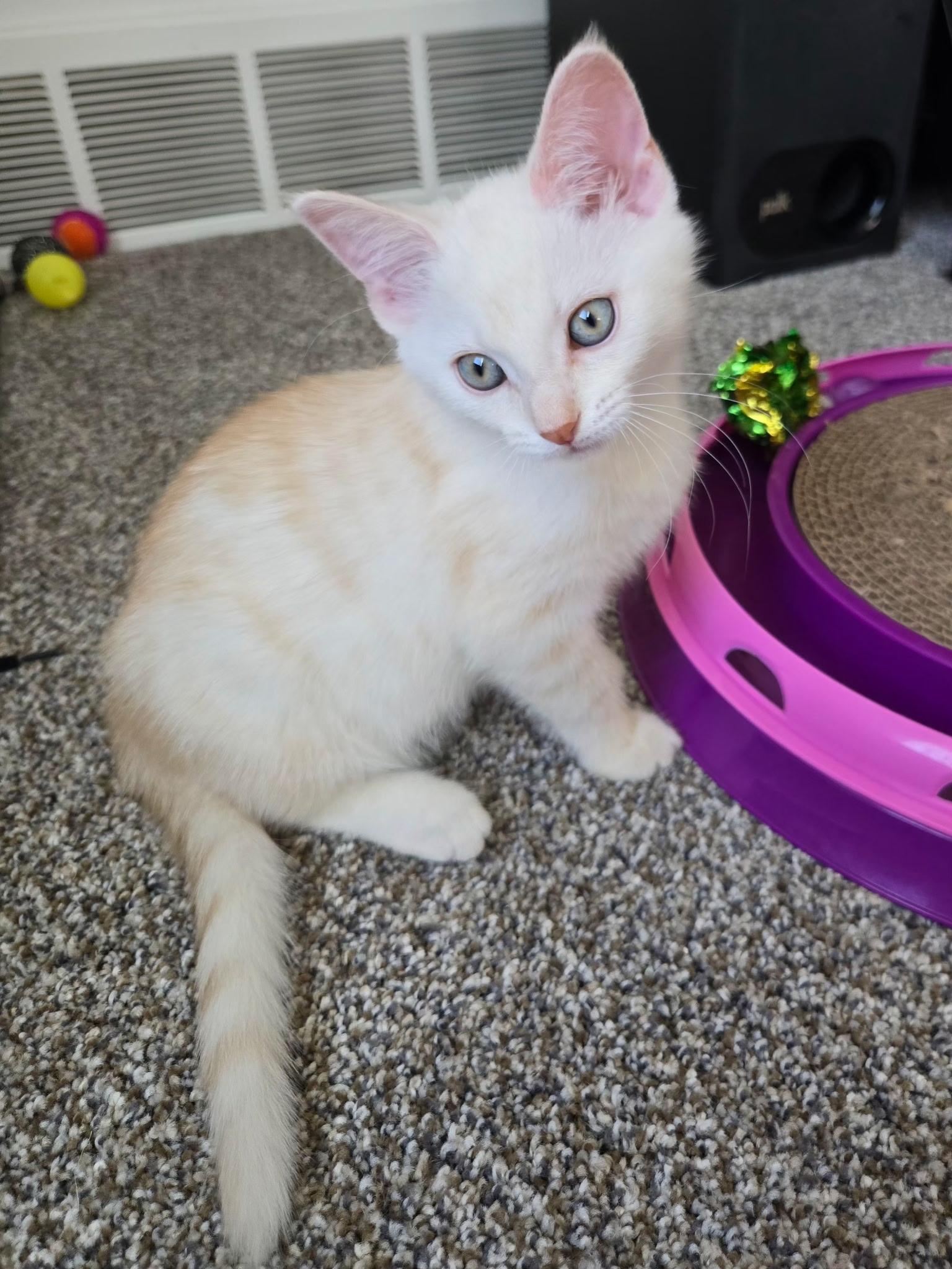 Enlarge Saphira, a ADOPTABLE mixed breed in Brighton, MI image 4/6