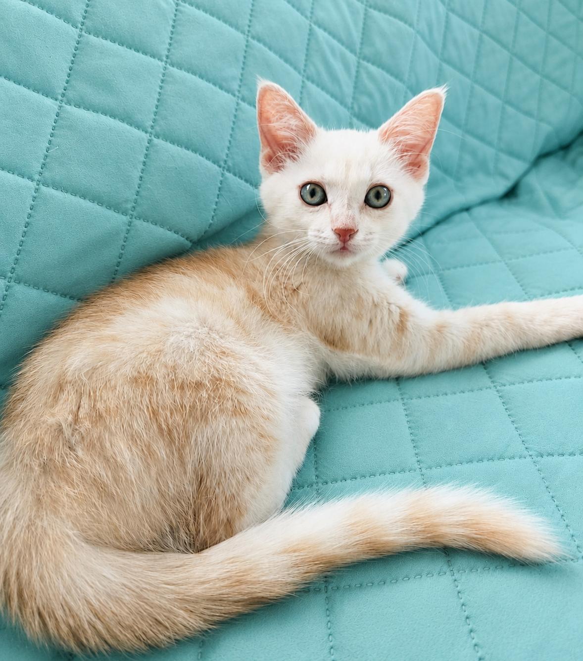 Saphira, ADOPTABLE, Kitten Female Domestic Short Hair & Silver.