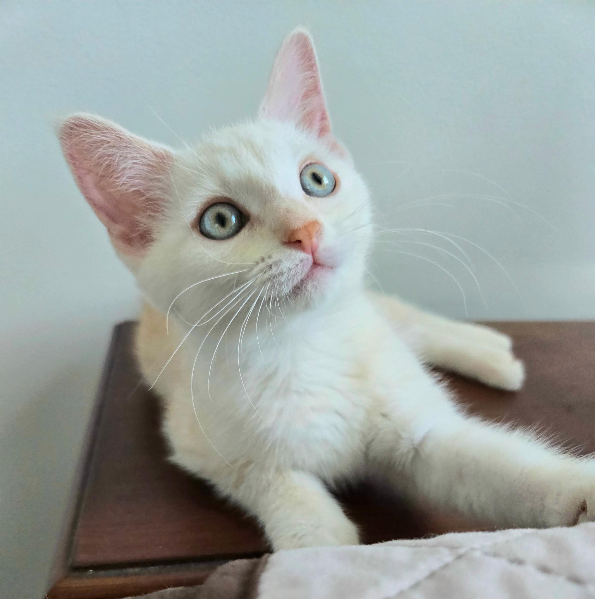 Enlarge Saphira, a ADOPTABLE mixed breed in Brighton, MI image 3/6