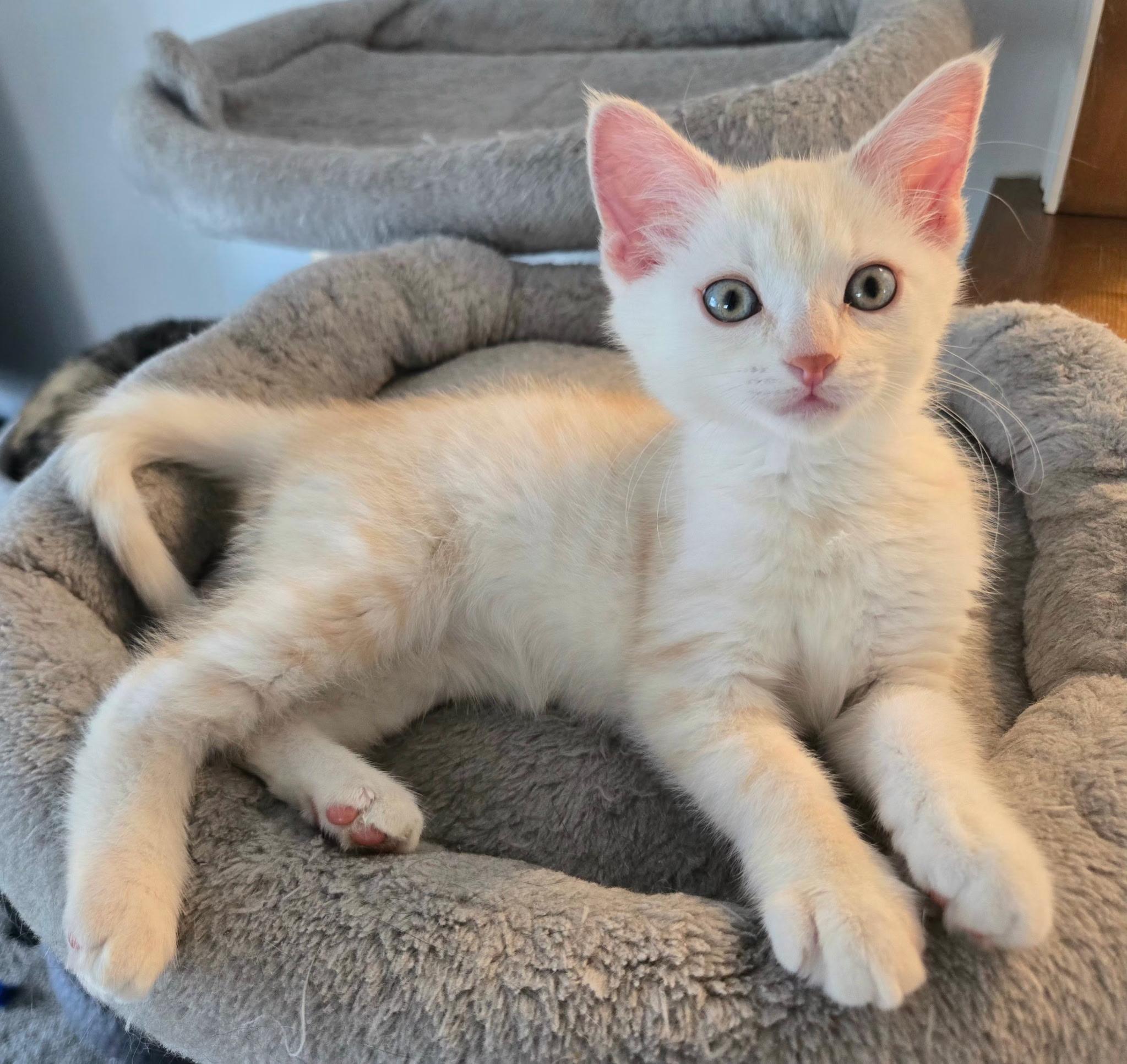 Enlarge Saphira, a ADOPTABLE mixed breed in Brighton, MI image 2/6