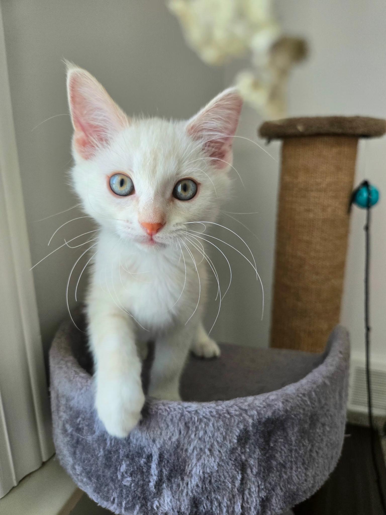 Enlarge Saphira, a ADOPTABLE mixed breed in Brighton, MI image 6/6