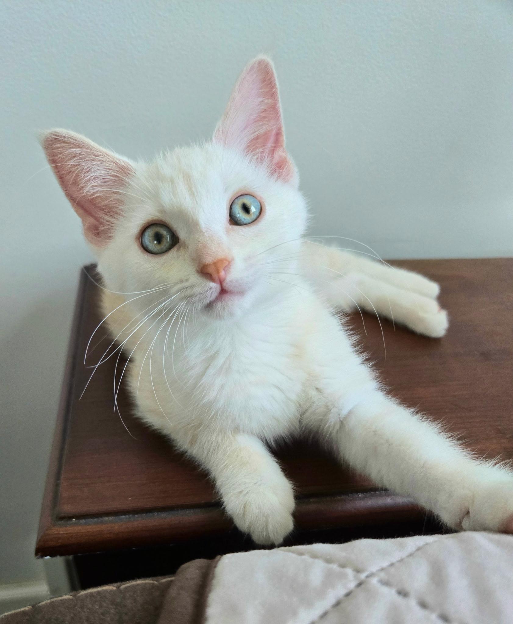 Enlarge Saphira, a ADOPTABLE mixed breed in Brighton, MI image 5/6