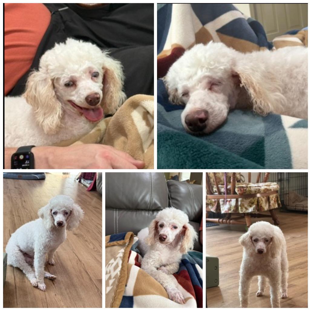 Ginger Ale, Adoptable, Adult Female Miniature Poodle.