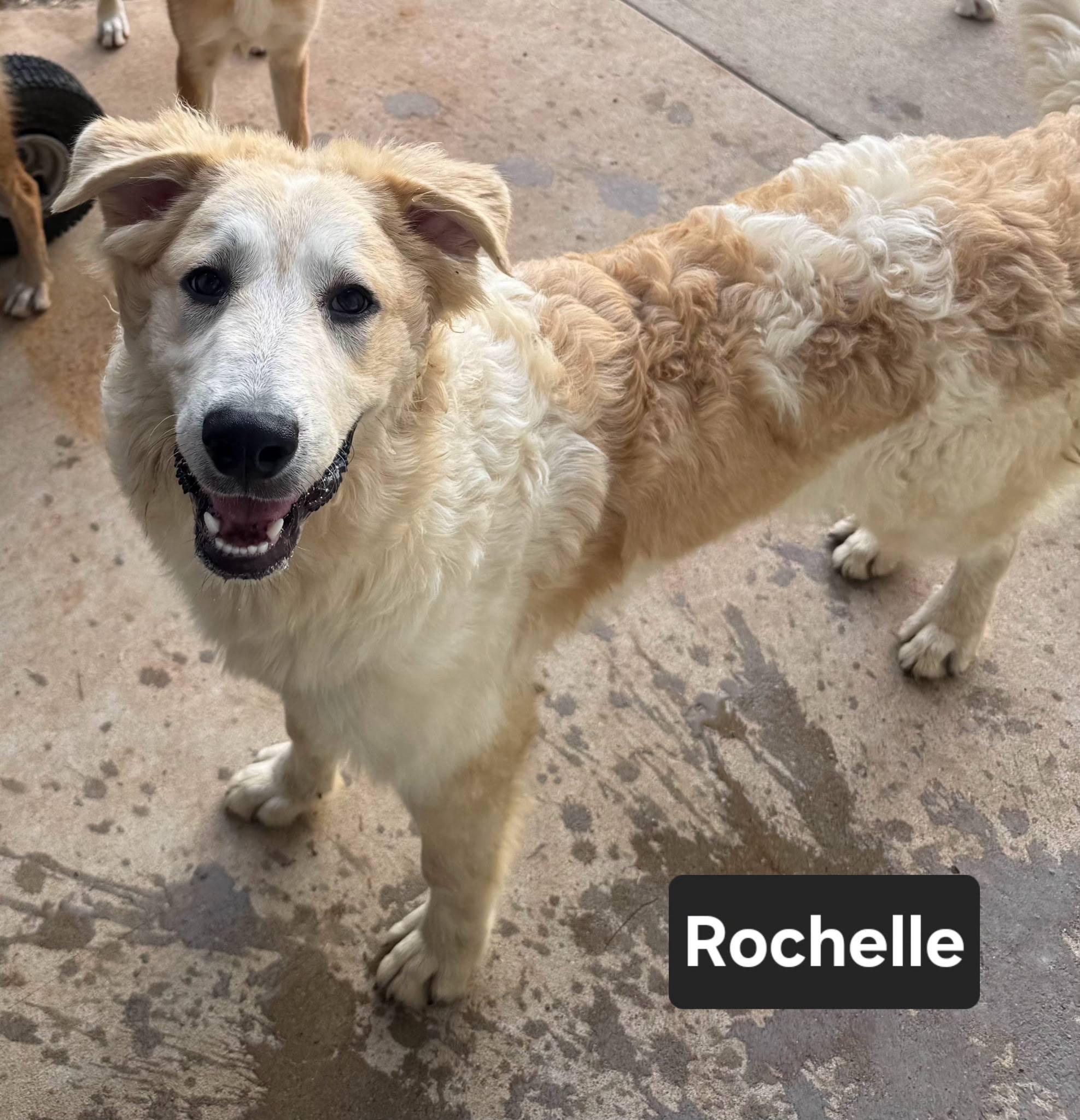 Rochelle, Young Female Great Pyrenees