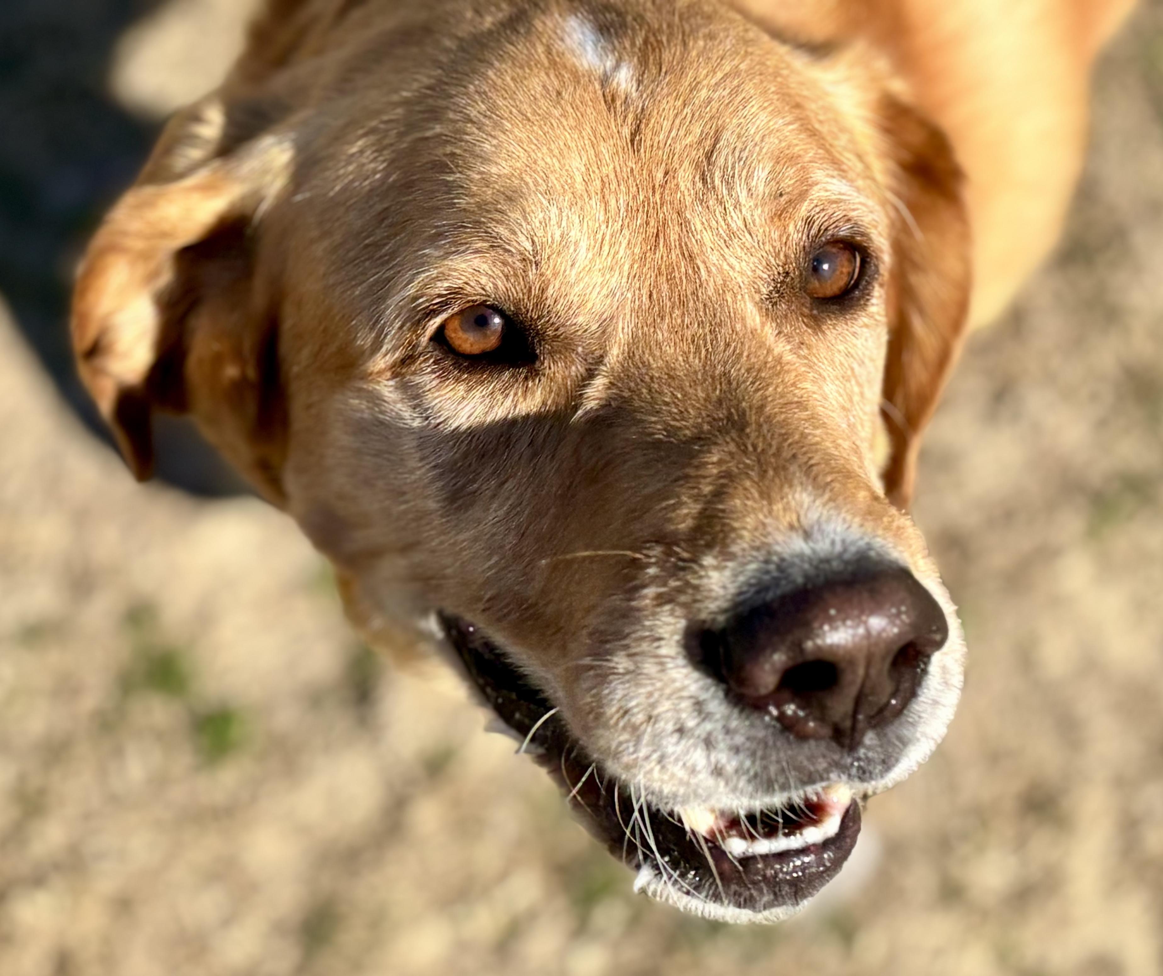 Buddy, a ADOPTABLE mixed breed in Dallas, TX image 4/5