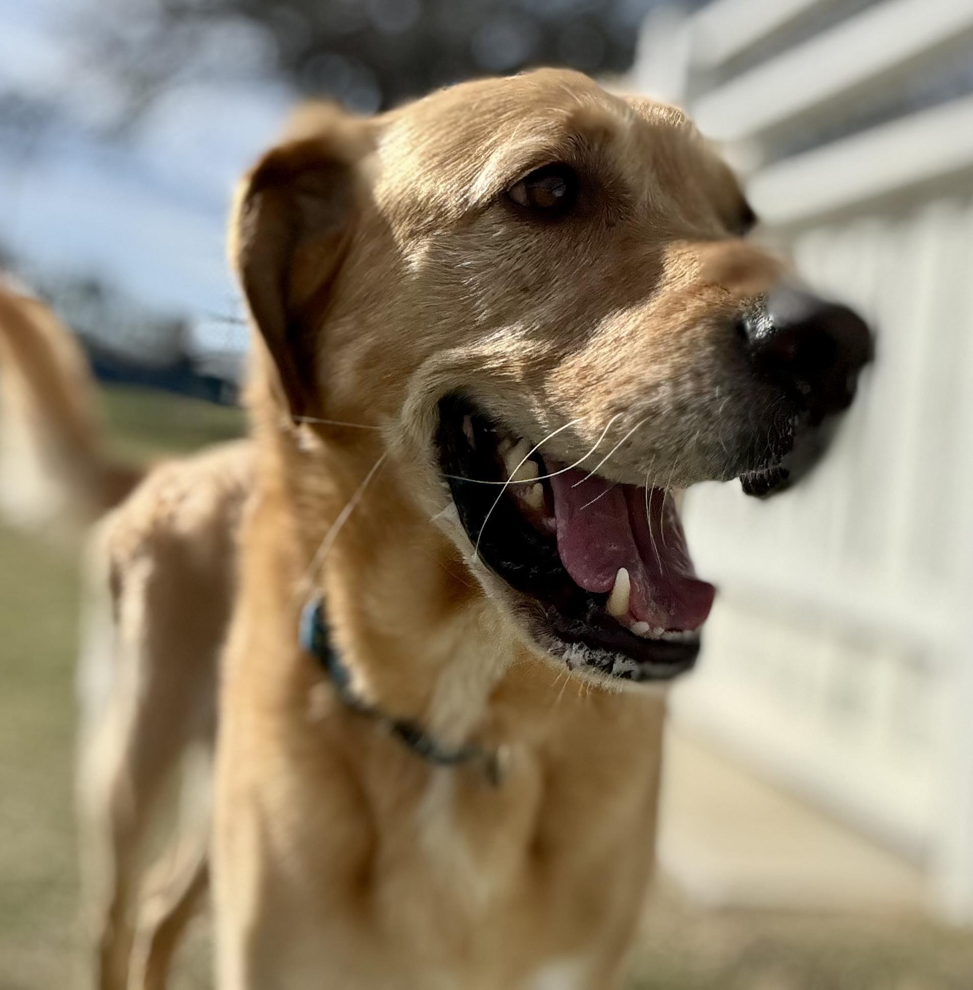 Buddy, a ADOPTABLE mixed breed in Dallas, TX image 3/5