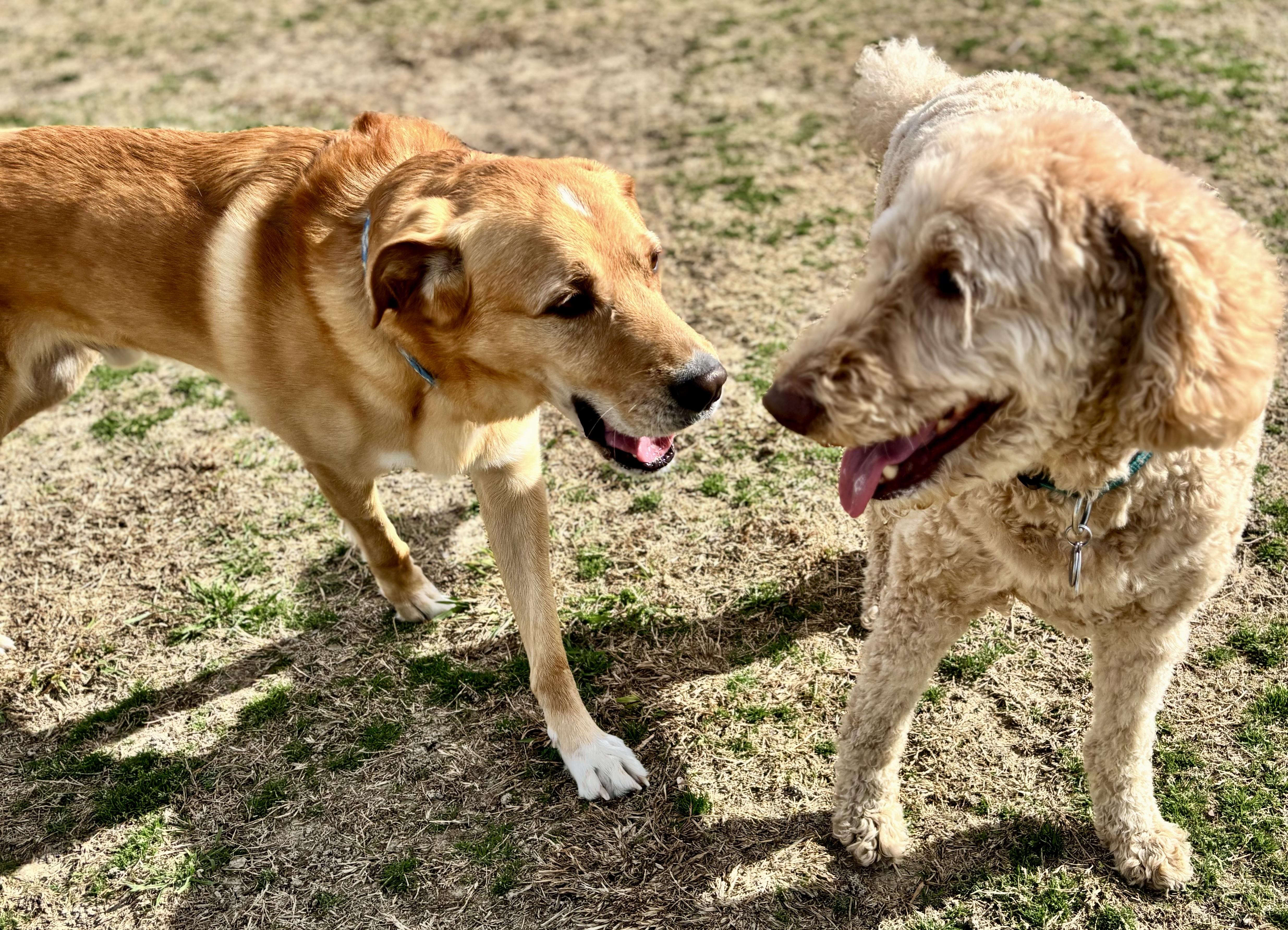 Buddy, a ADOPTABLE mixed breed in Dallas, TX image 2/5