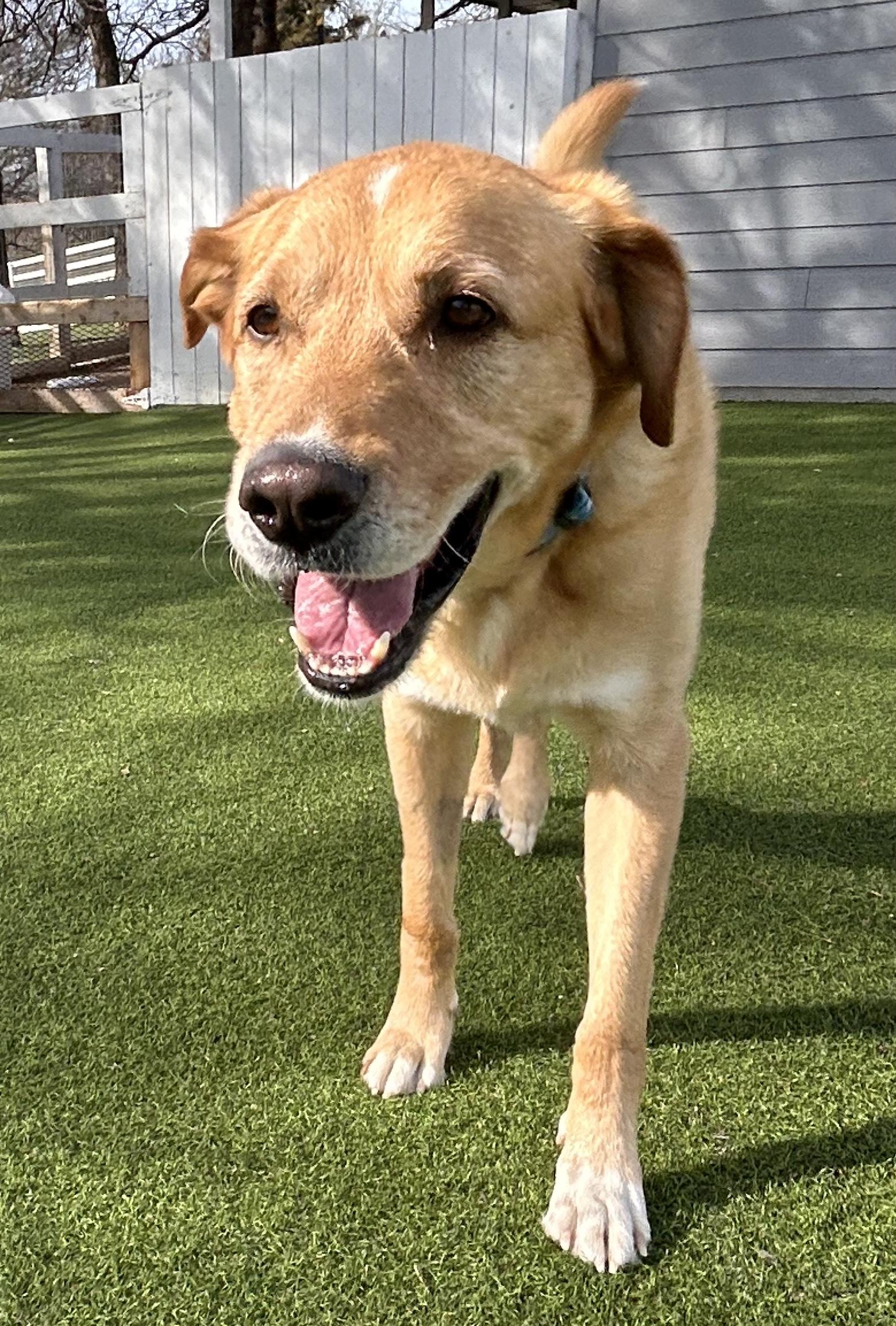 Buddy, a ADOPTABLE mixed breed in Dallas, TX image 5/5