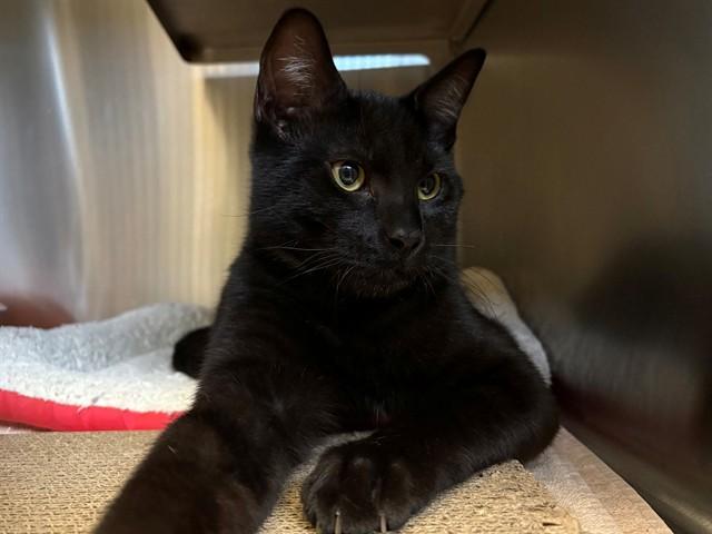 Enlarge CALLAWAY, a Adoptable Domestic Short Hair in Santa Rosa, CA image 1/1