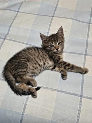 Maisie, Adoptable, Kitten Female Domestic Short Hair & Domestic Short Hair.