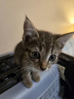 Enlarge Maisie, a Adoptable Domestic Short Hair in Lawrenceville, GA image 2/3