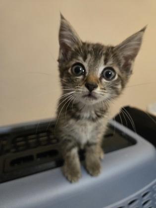 Maisie, a Adoptable Domestic Short Hair in Lawrenceville, GA image 3/3