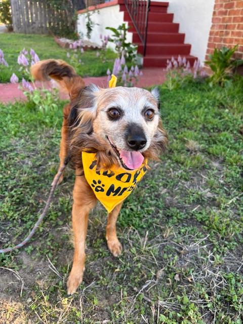 Enlarge Teddy Swims, a Adoptable mixed breed in oakland, CA image 1/6
