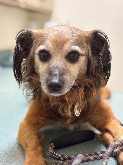 Enlarge Teddy Swims, a Adoptable mixed breed in oakland, CA image 2/6