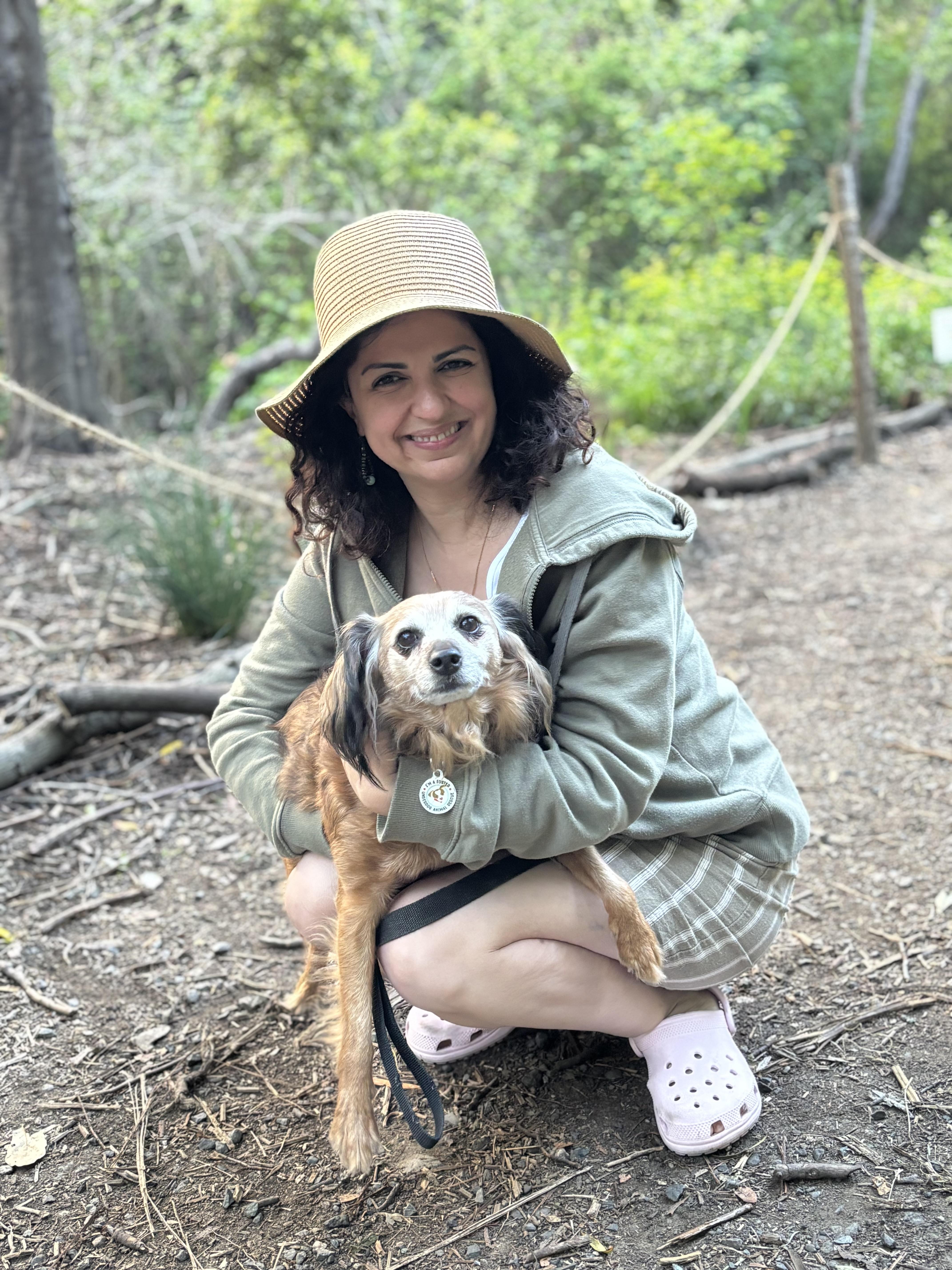 Teddy Swims, Adoptable, Senior Male Spaniel.