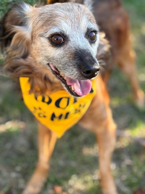 Enlarge Teddy Swims, a Adoptable mixed breed in oakland, CA image 3/6