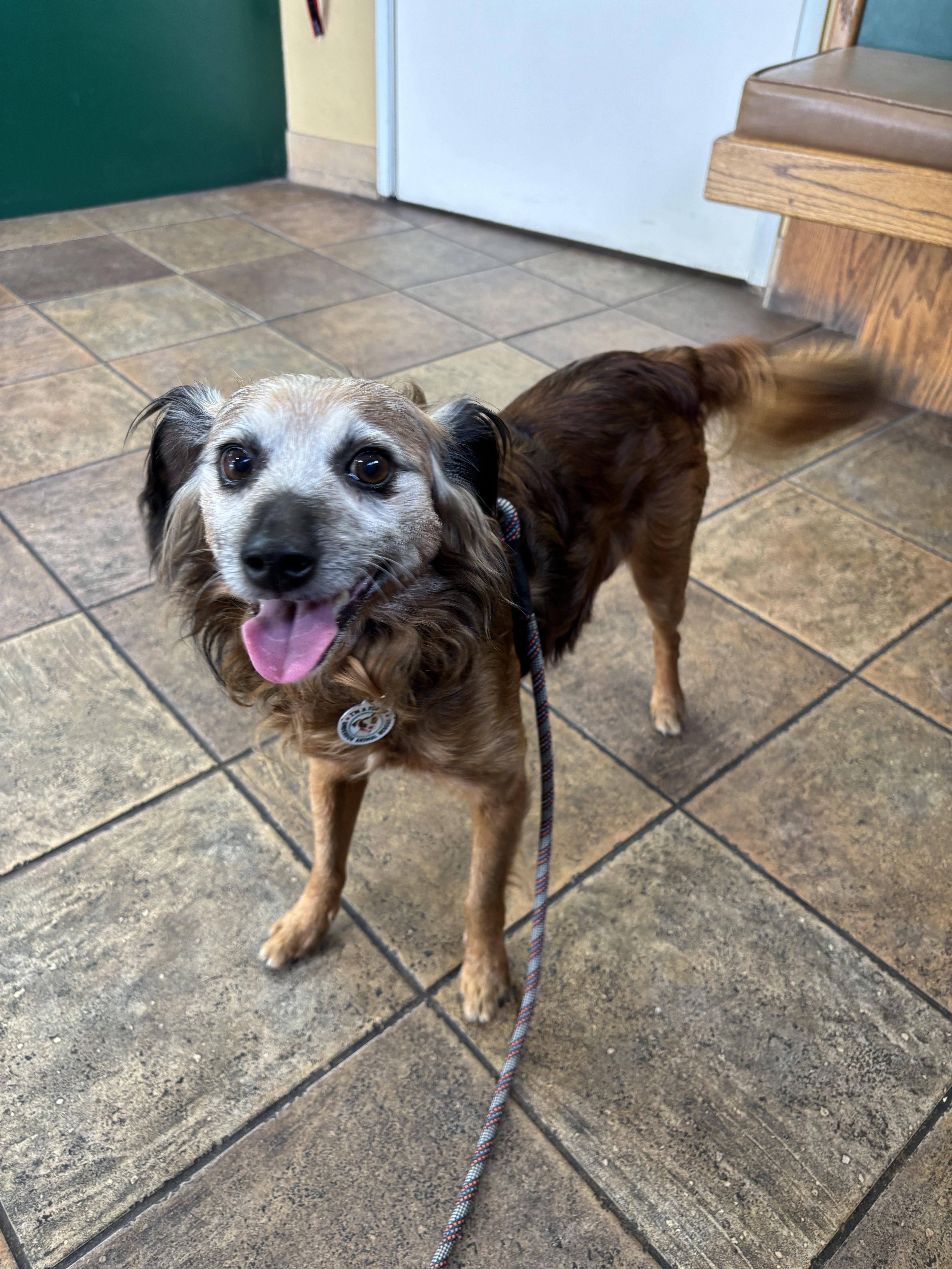 Enlarge Teddy Swims, a Adoptable mixed breed in oakland, CA image 6/6