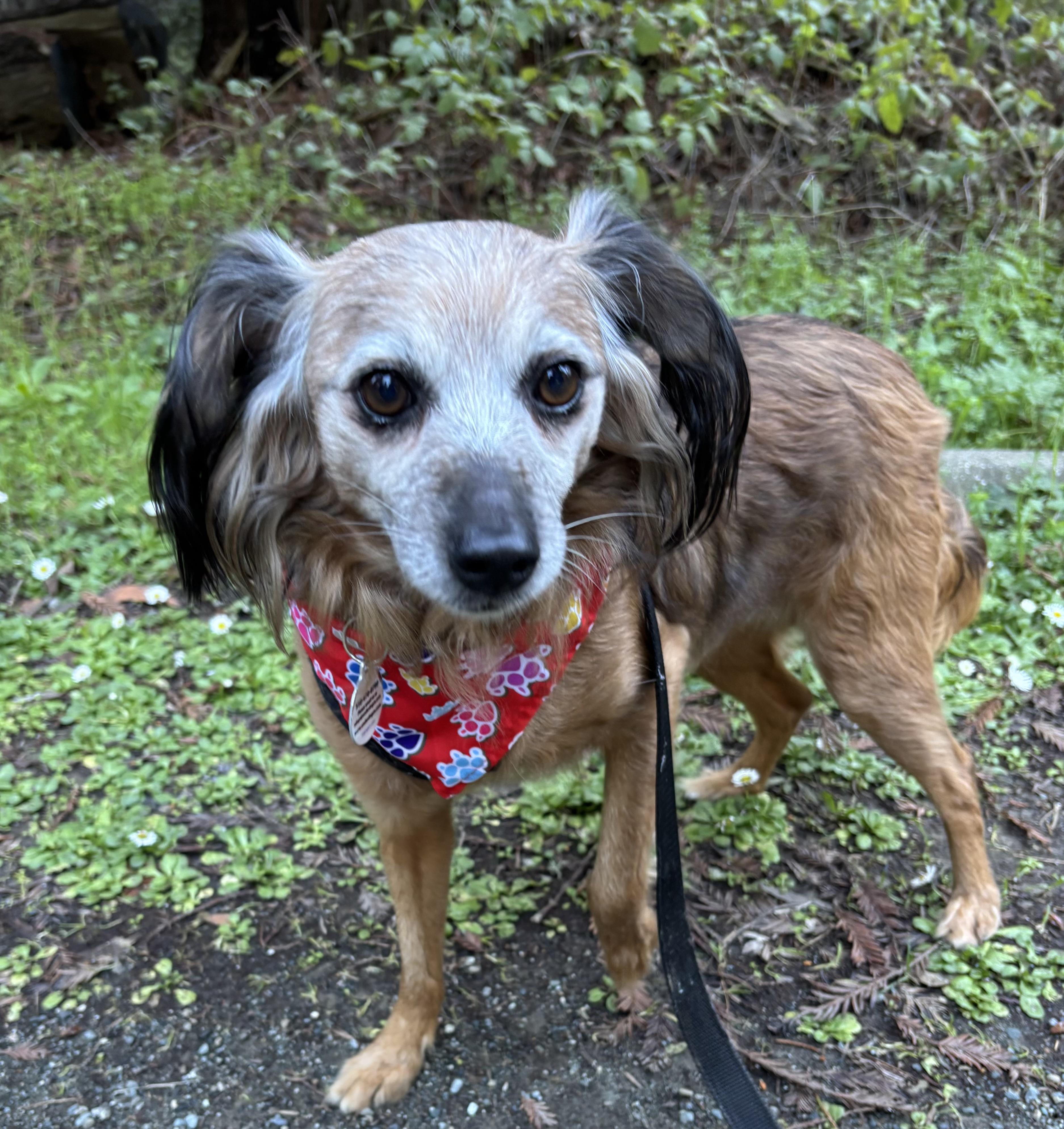 Teddy Swims, Adoptable, Senior Male Spaniel.