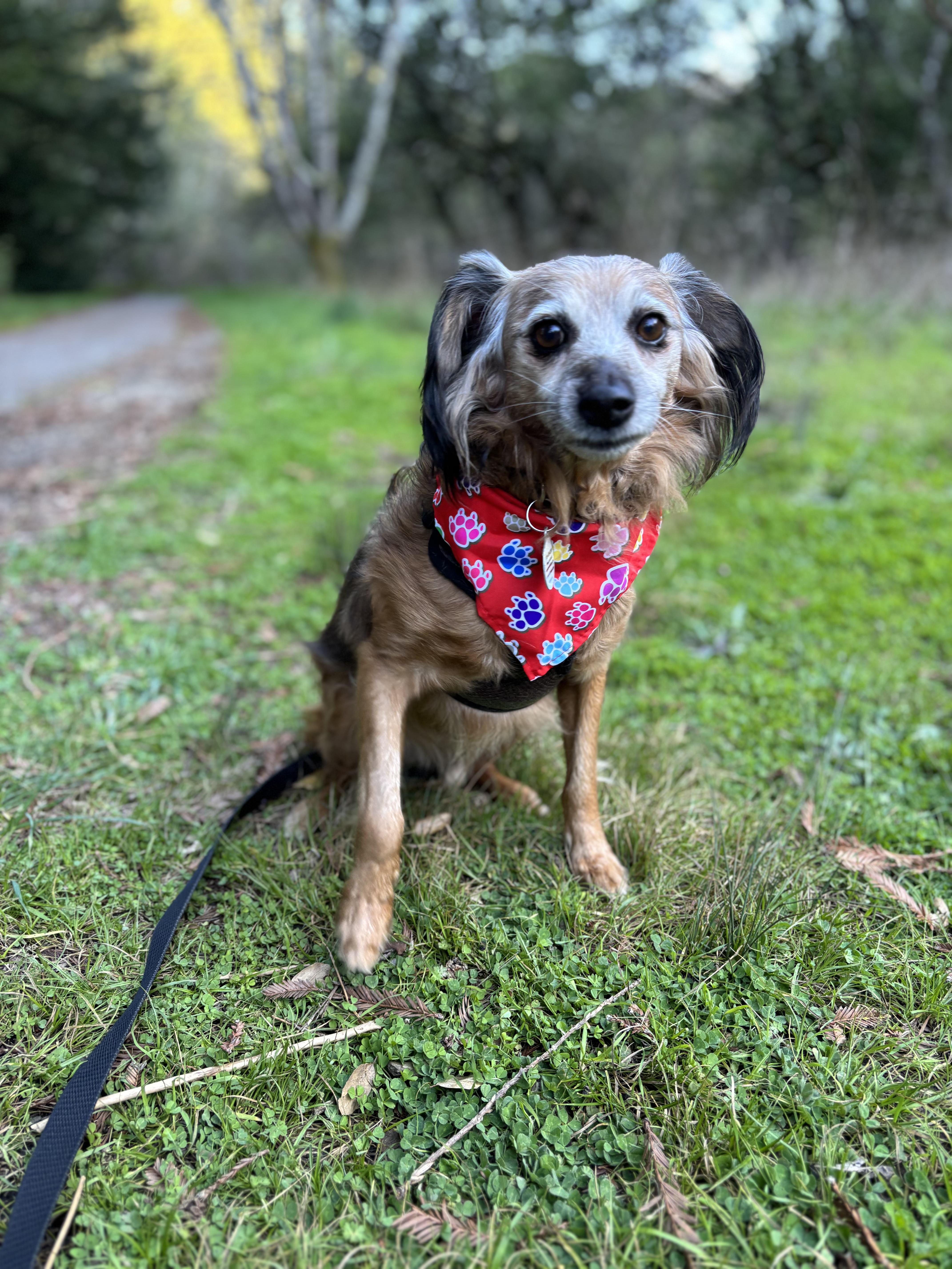 Teddy Swims, a Adoptable mixed breed in oakland, CA image 5/5
