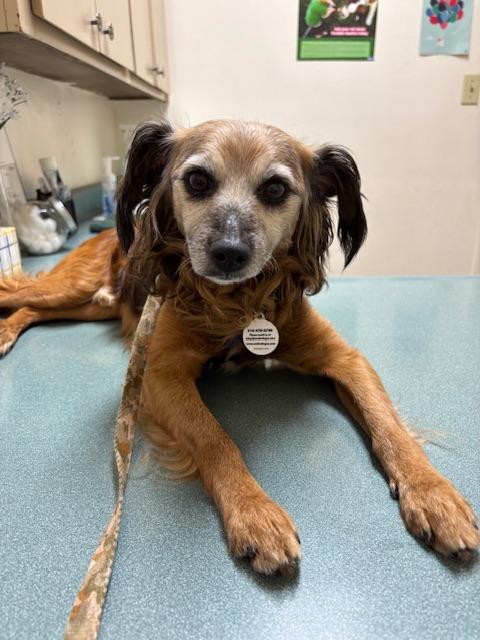 Enlarge Teddy Swims, a Adoptable mixed breed in oakland, CA image 5/6