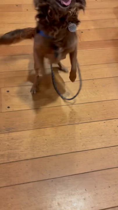 Enlarge Teddy Swims, a Adoptable mixed breed in oakland, CA video 4/6
