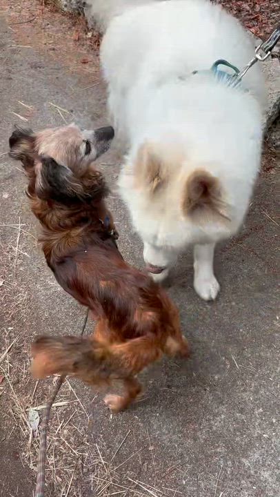 Enlarge Teddy Swims, a Adoptable mixed breed in oakland, CA video 6/6