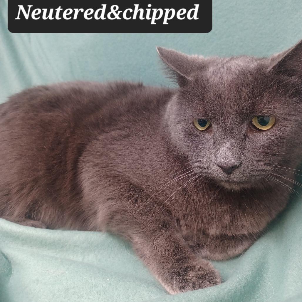 Enlarge Sassy Pants, a Adoptable Domestic Short Hair in New Tazewell, TN image 1/1