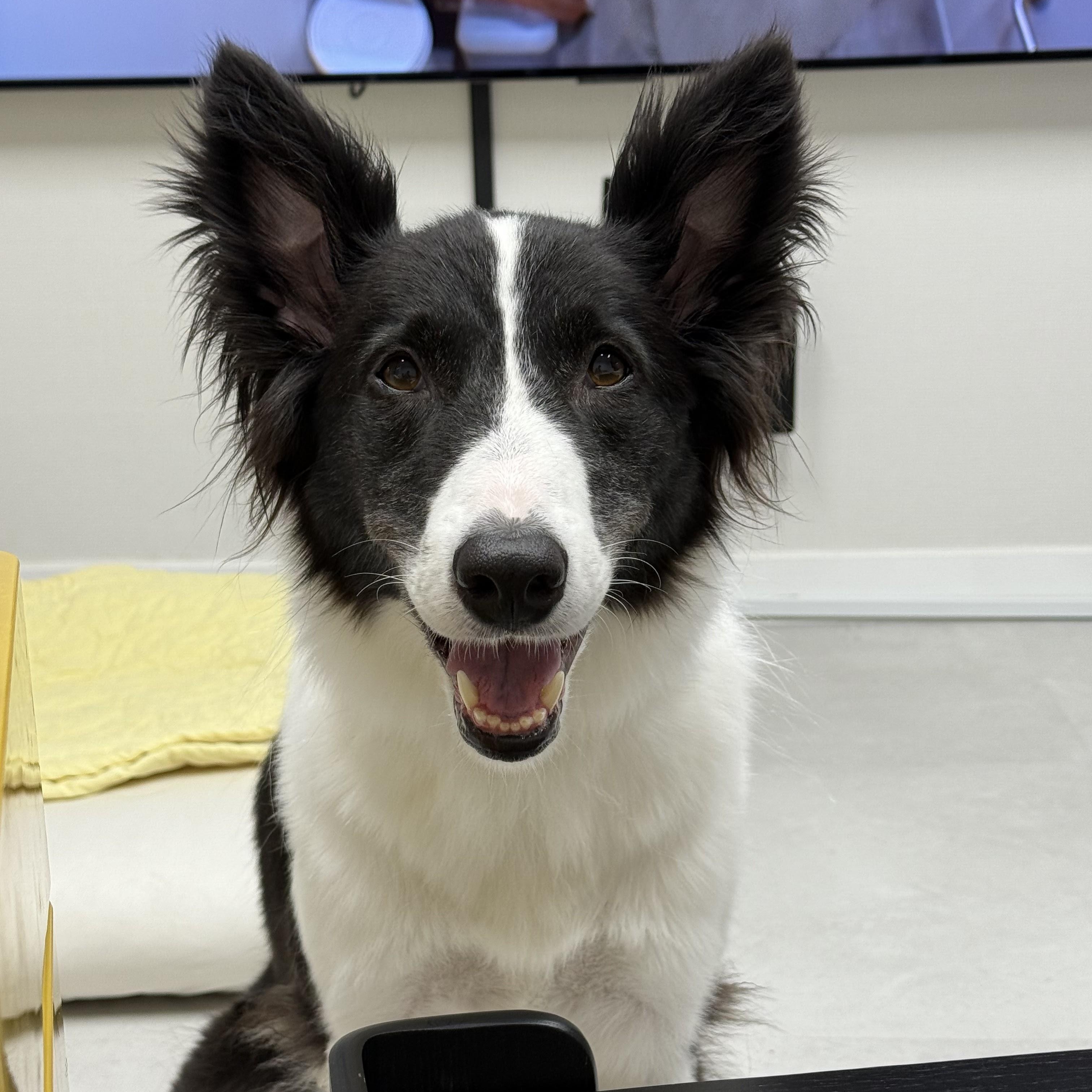 Enlarge Ashley, a ADOPTABLE mixed breed in North York, ON image 1/6