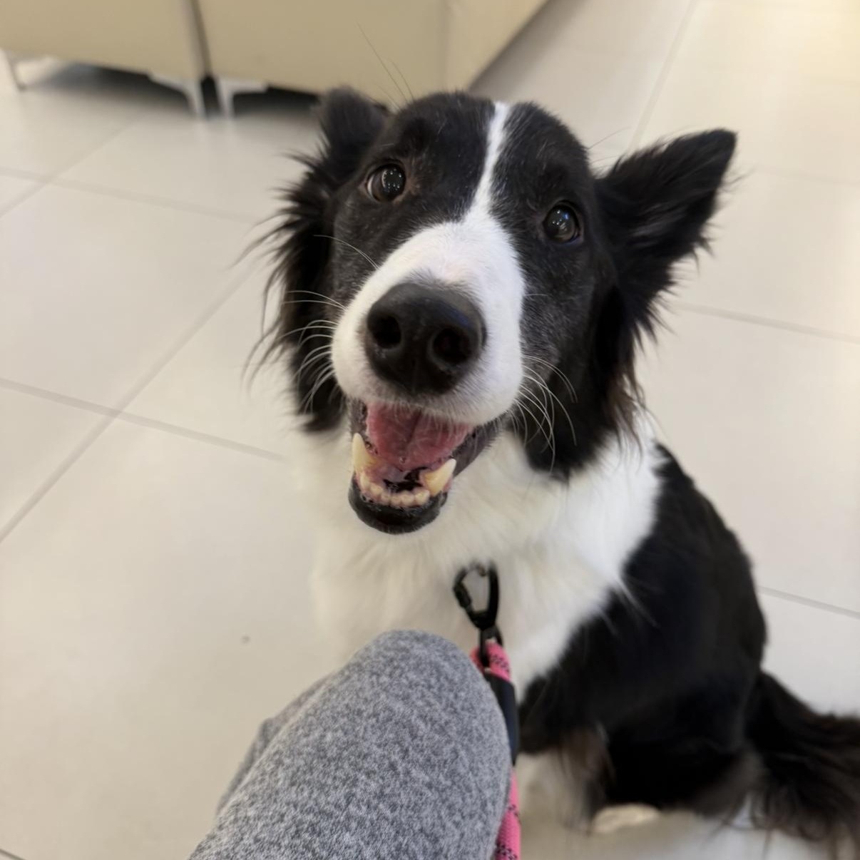 Enlarge Ashley, a ADOPTABLE mixed breed in North York, ON image 6/6