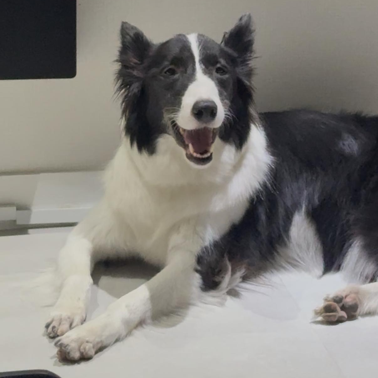 Enlarge Ashley, a ADOPTABLE mixed breed in North York, ON image 5/6