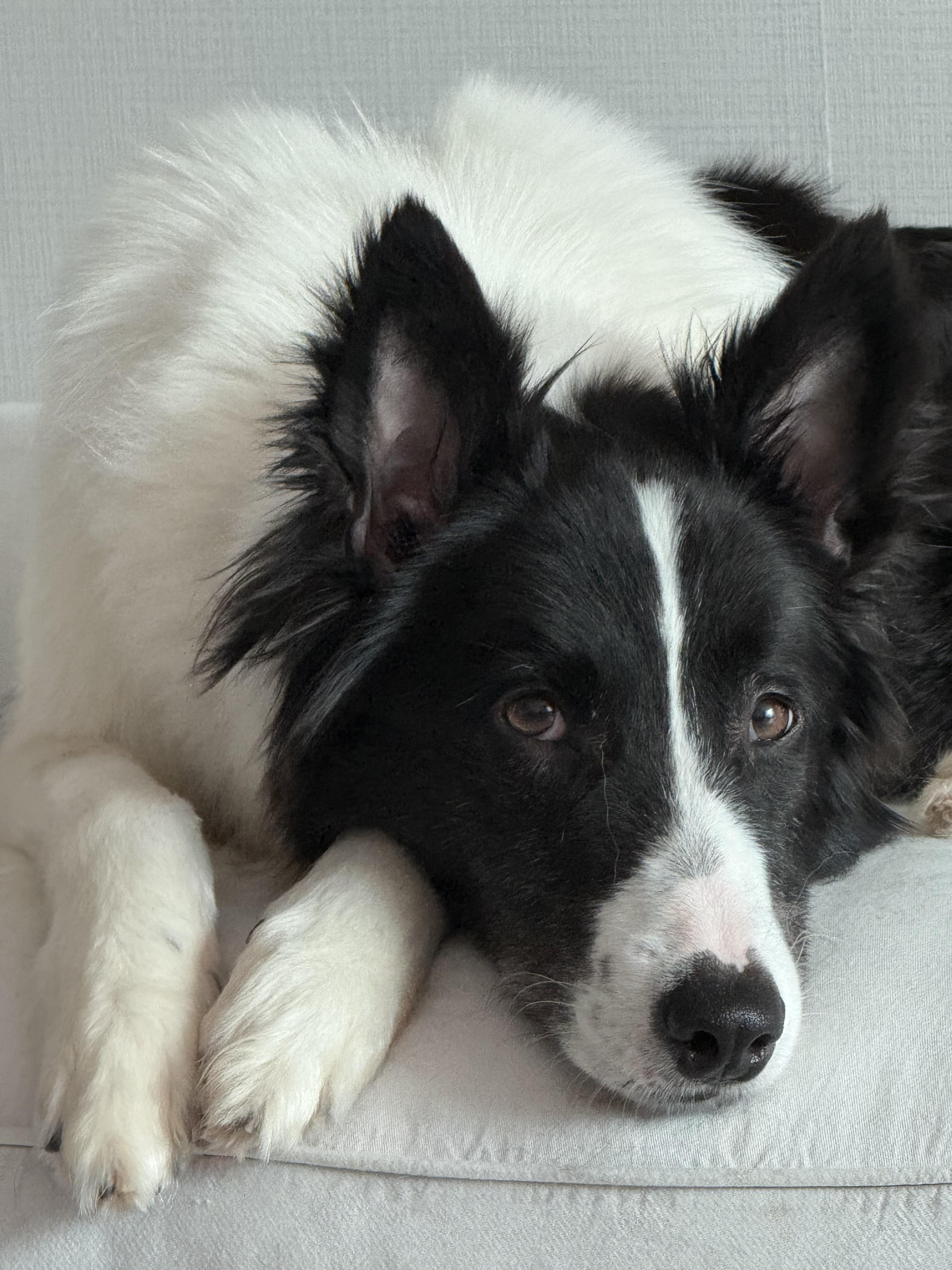 Enlarge Ashley, a ADOPTABLE mixed breed in North York, ON image 4/6