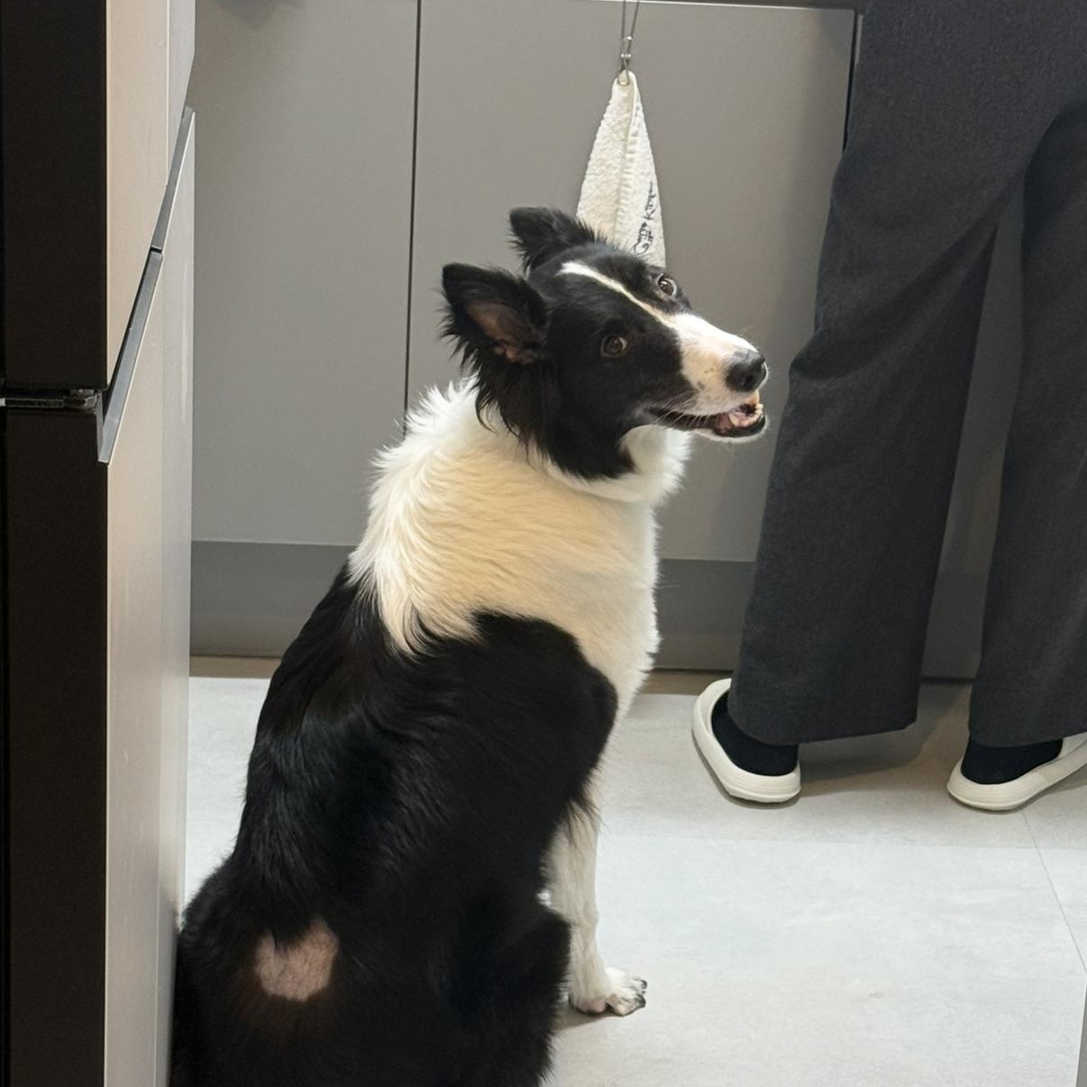 Enlarge Ashley, a ADOPTABLE mixed breed in North York, ON image 3/6