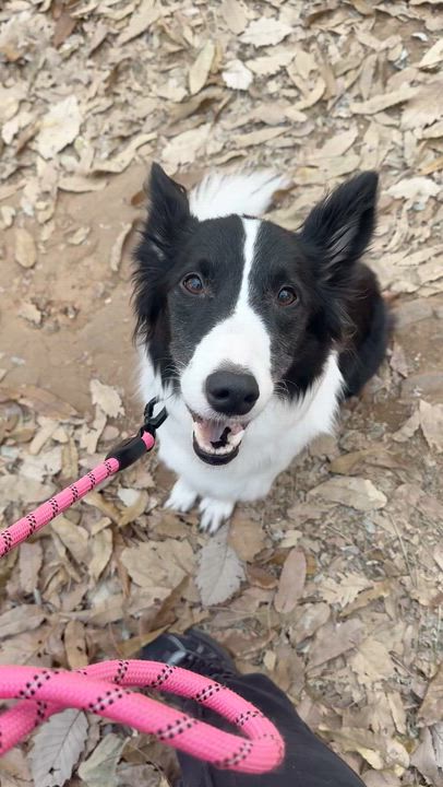 Enlarge Ashley, a ADOPTABLE mixed breed in North York, ON video 2/6