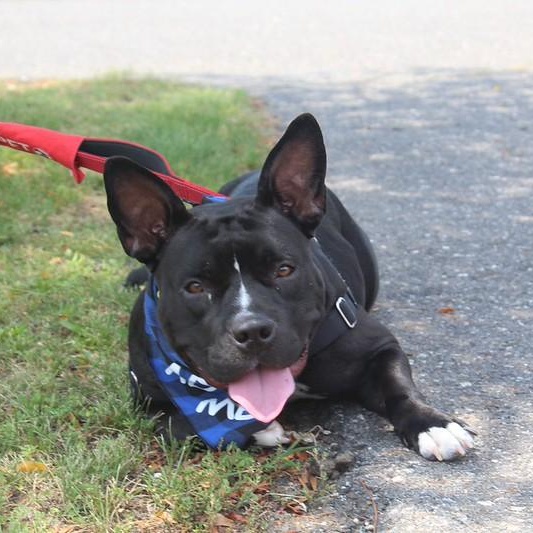 Ruthie, ADOPTABLE, Young Female American Bully.