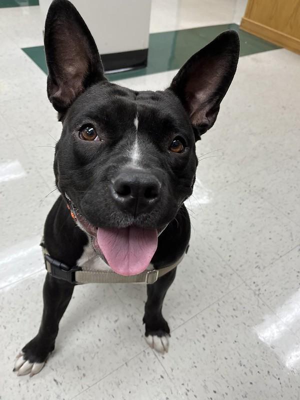 Ruthie, a ADOPTABLE mixed breed in Chester, PA image 3/6