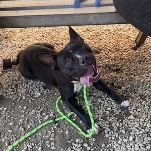 Ruthie, a ADOPTABLE mixed breed in Chester, PA image 4/6