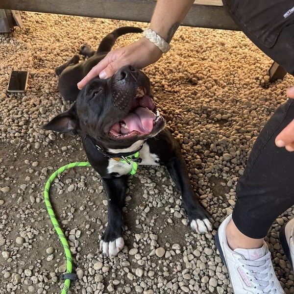 Ruthie, a ADOPTABLE mixed breed in Chester, PA image 6/6