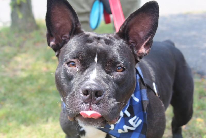 Ruthie, a ADOPTABLE mixed breed in Chester, PA image 2/6