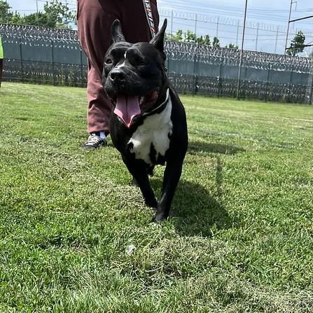 Ruthie, a ADOPTABLE mixed breed in Chester, PA image 5/6
