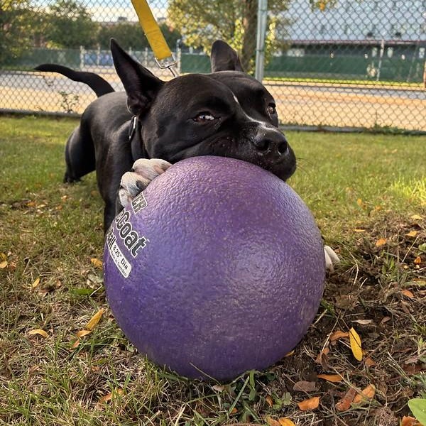 Enlarge Ruthie, a Adoptable mixed breed in Chester, PA image 2/6