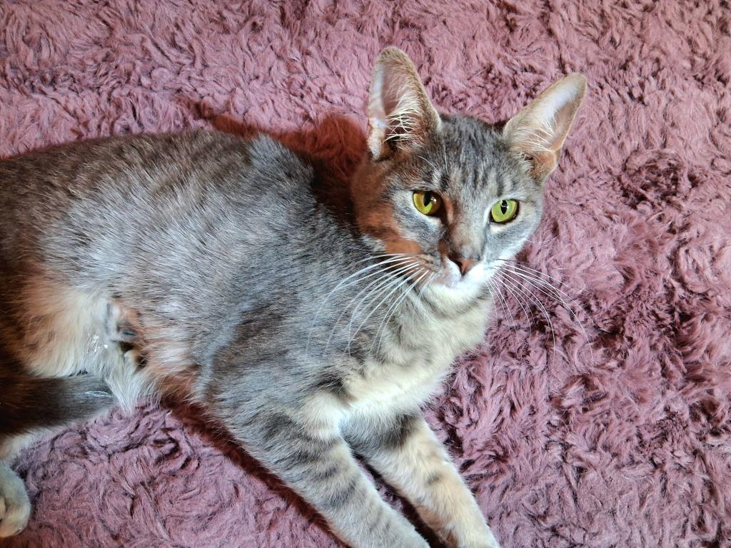 JERICHO, Adoptable, Young Male Domestic Short Hair.