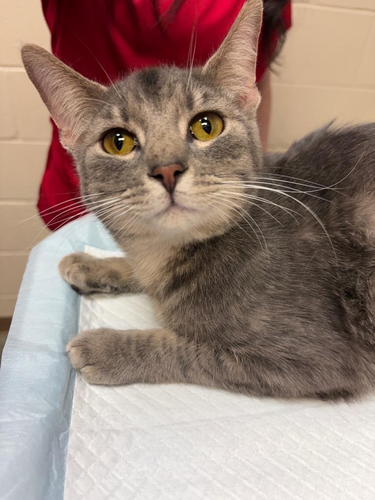 Enlarge JERICHO, a Adoptable mixed breed in Wintersville, OH image 2/2