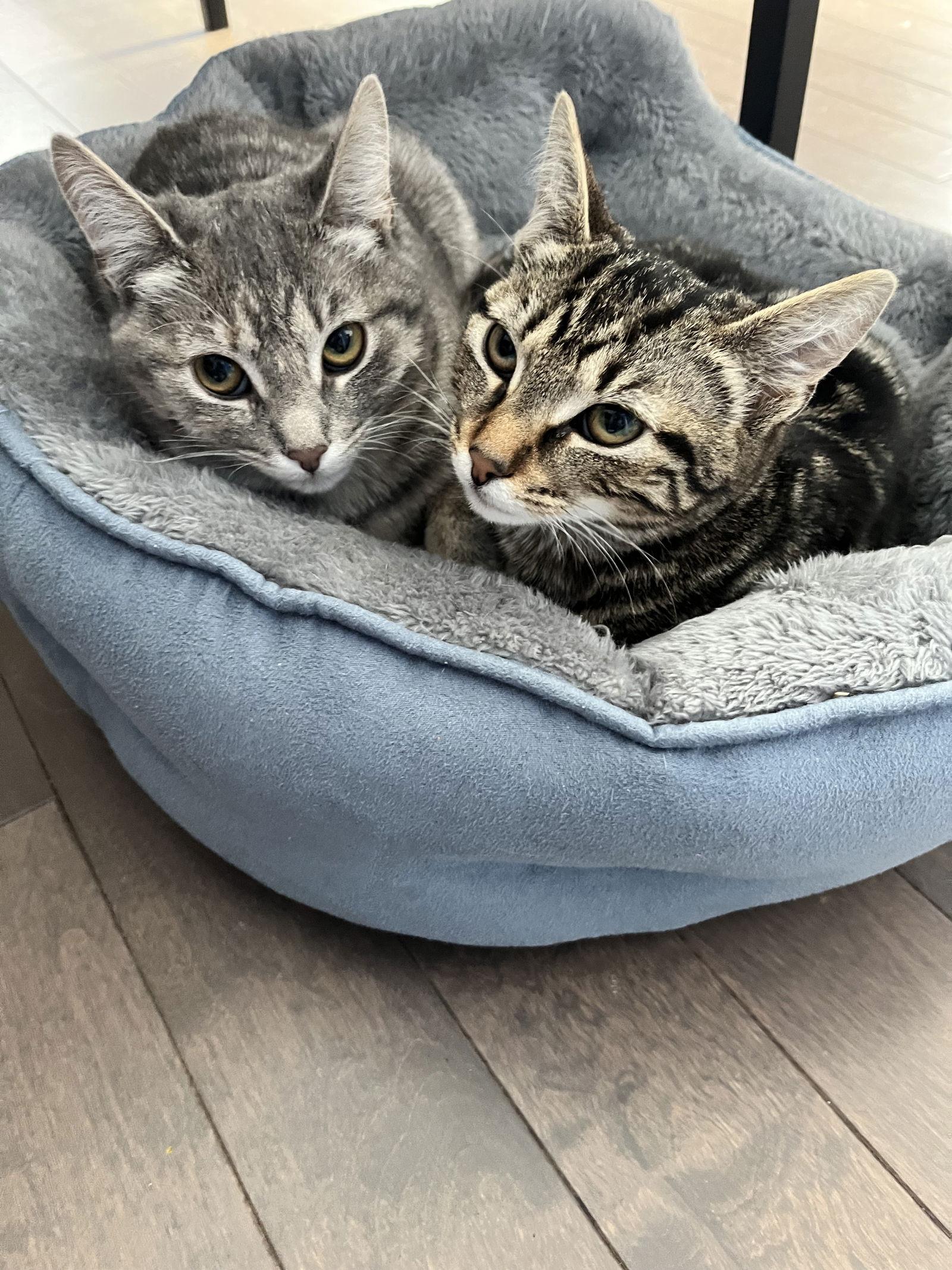 Shanaya, Willow Grove PS, (FCID 11/18/2025-112), Adopted, Young Female Tabby.