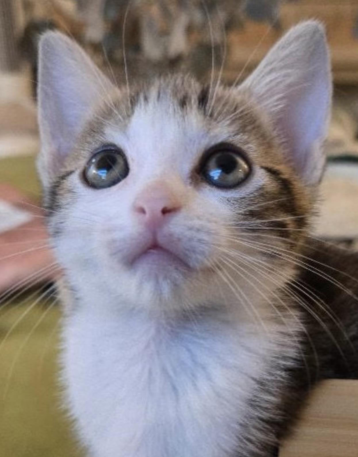 Enlarge Aspen (bonded to Magnolia), an adopted Domestic Short Hair in Los Angeles, CA image 2/6