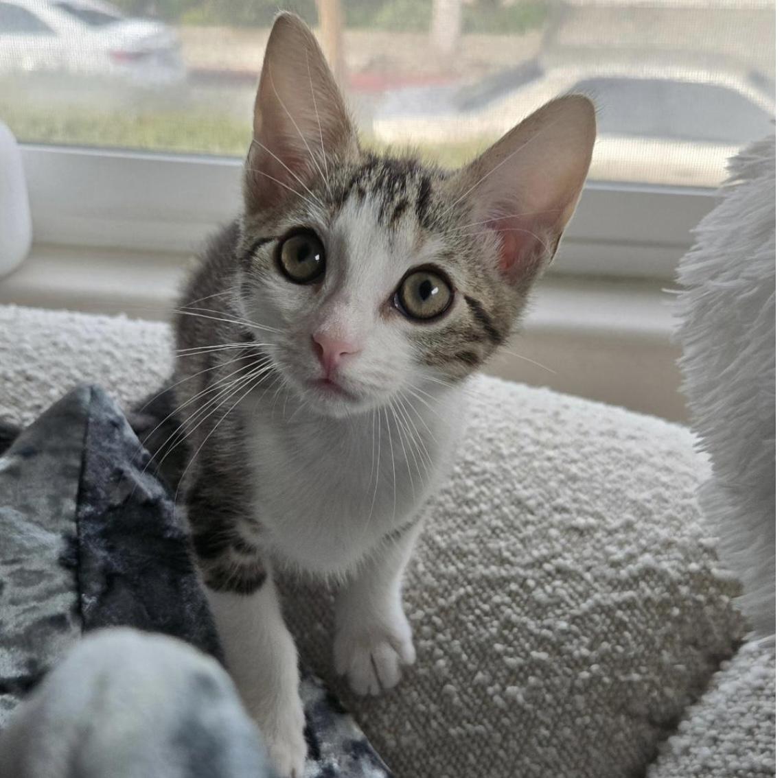 Aspen (bonded to Magnolia), adopted, Kitten Female Domestic Short Hair.