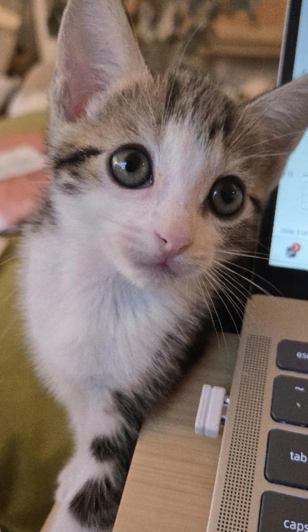 Enlarge Aspen (bonded to Magnolia), an adopted Domestic Short Hair in Los Angeles, CA image 4/6