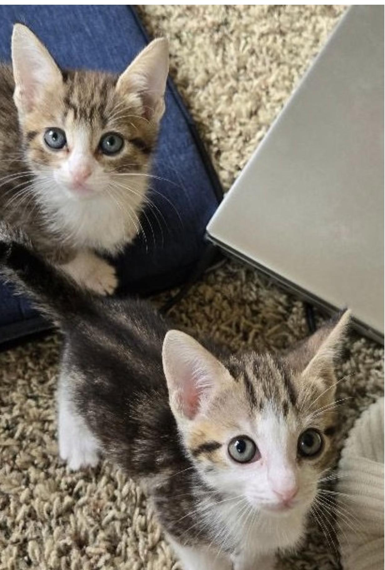 Enlarge Aspen (bonded to Magnolia), an adopted Domestic Short Hair in Los Angeles, CA image 5/6