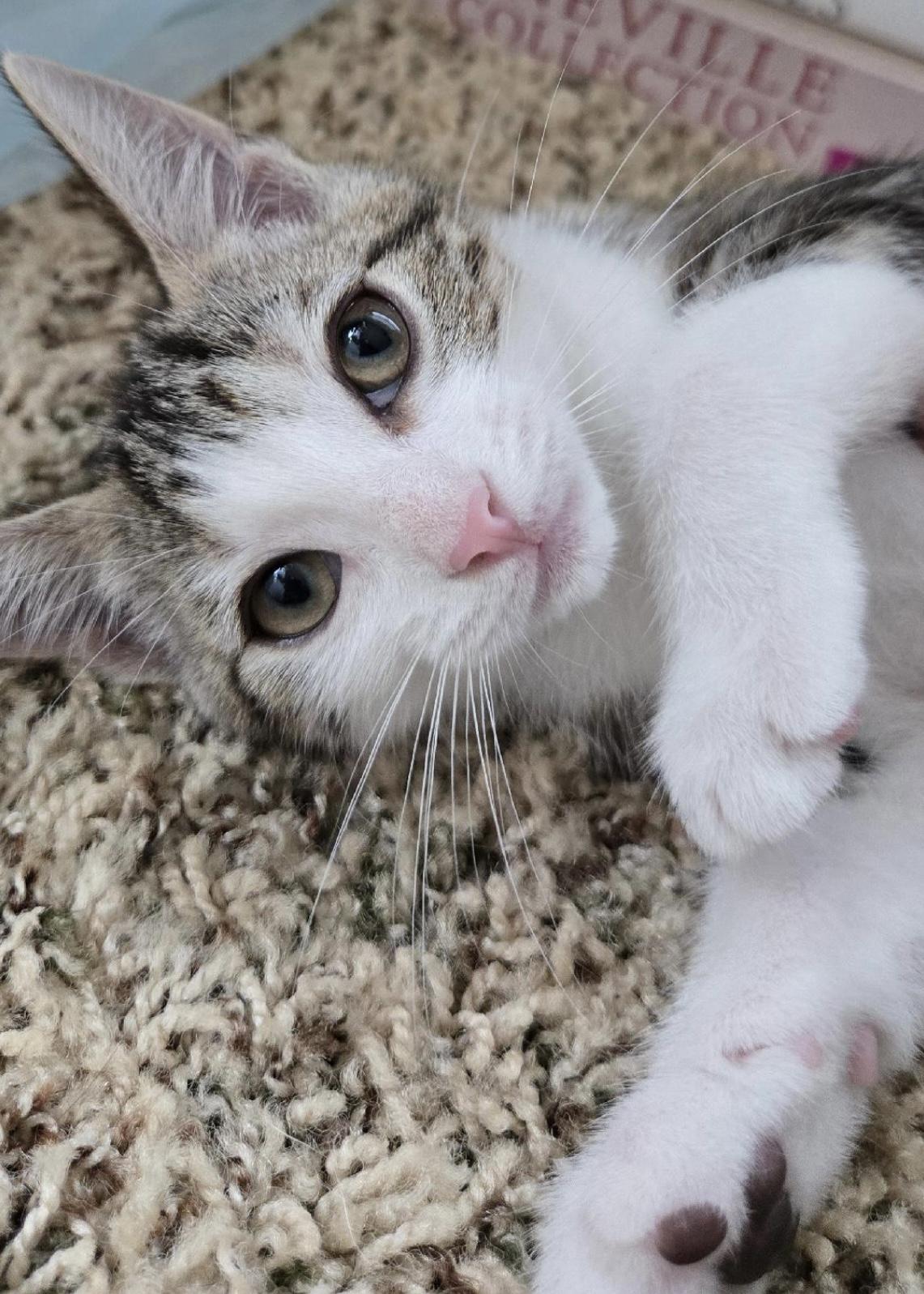 Enlarge Aspen (bonded to Magnolia), an adopted Domestic Short Hair in Los Angeles, CA image 6/6