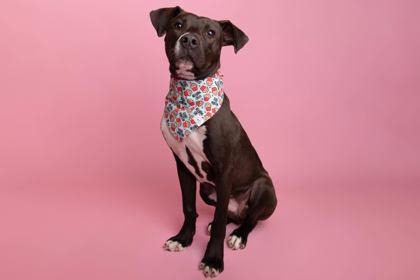Enlarge Pip, a Adoptable mixed breed in Greenville, SC image 1/3