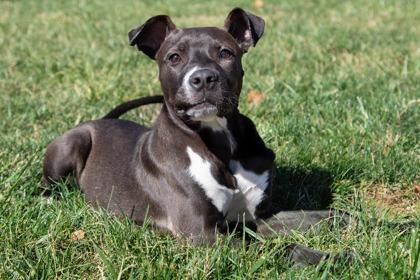 Enlarge Pip, a Adoptable mixed breed in Greenville, SC image 2/3